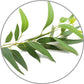 Medisana Aroma Eukalyptus - Aroma für Aroma Diffuser